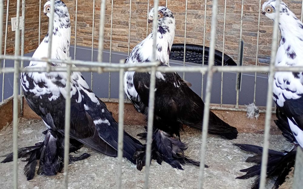 Motyl warszawski (widyny ) , krótkie jasne biały ogon