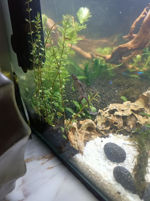 Peixe Rã ana africana 3-4cm para aquário