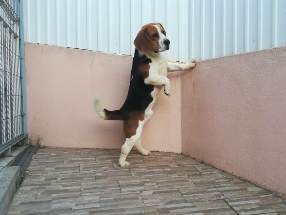 Beagle LOP/Montas