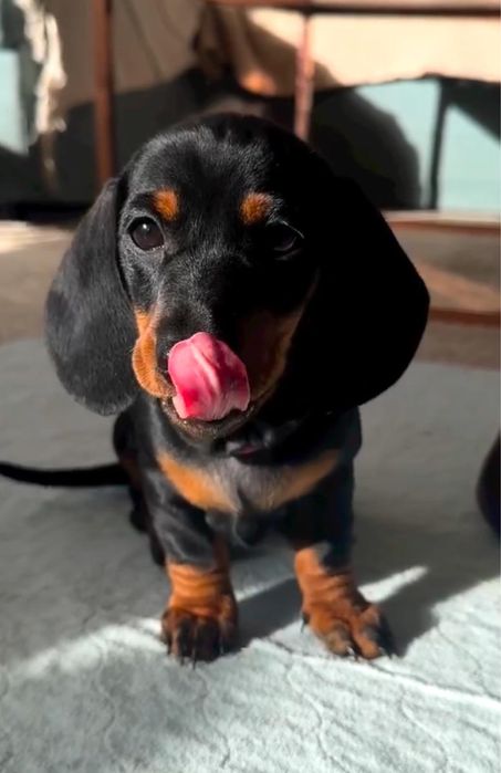 Teckel Femea miniatura !!