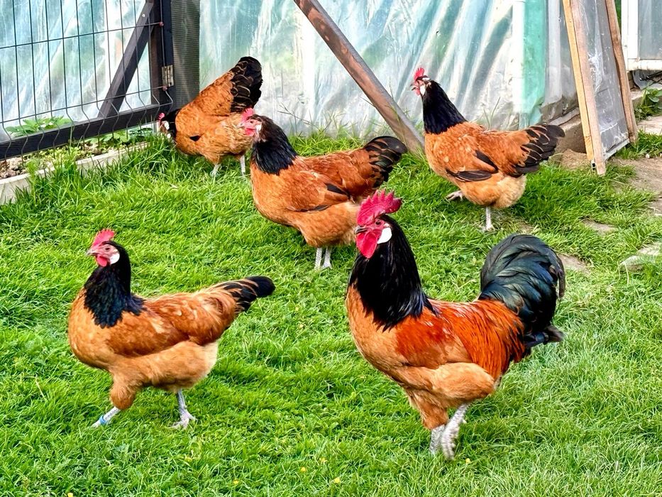 Vorwerk Forverk jaja lęgowe