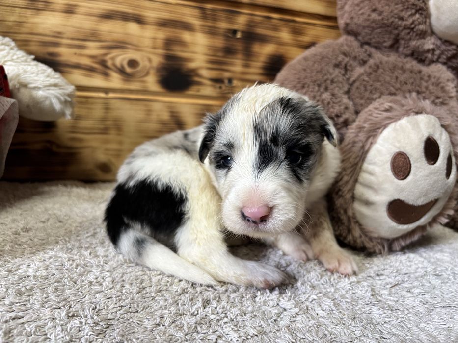 Border collie - piesek