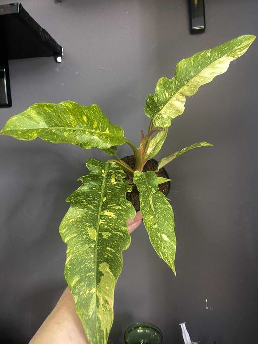 антуріум регал, аглаонема крімсон лав ,епіпремнум марбл кінг та ін