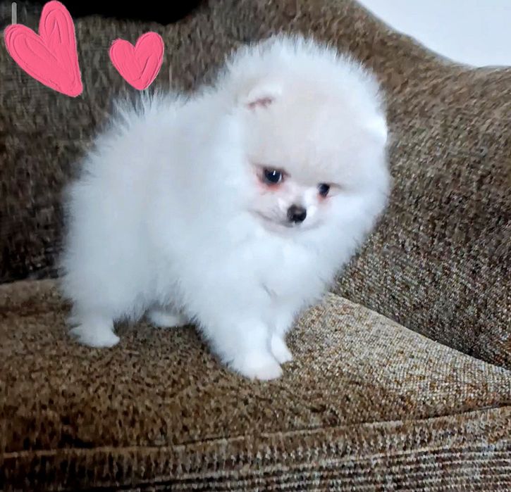 Хлопчик міні померанського шпіца