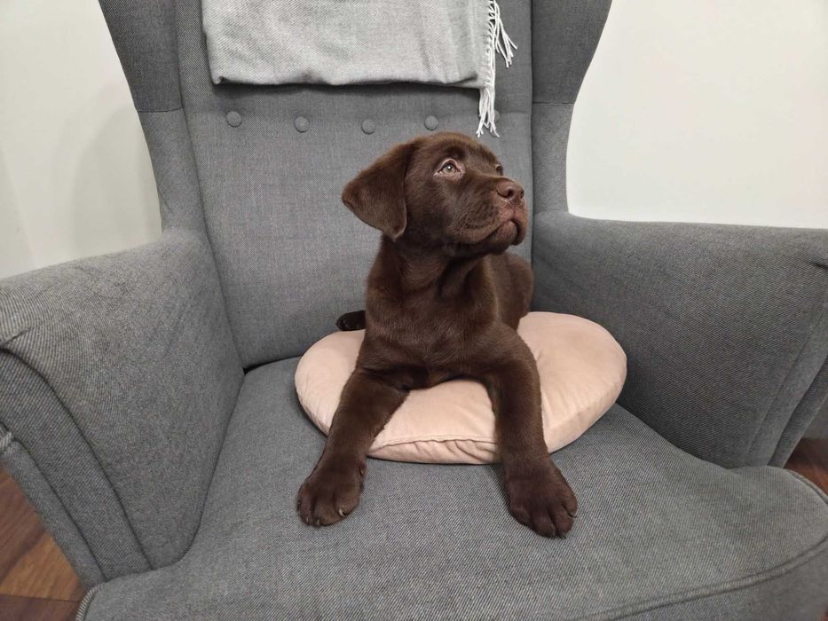 Labrador Retriever - ZKwP (FCI) - Czekoladowa suczka