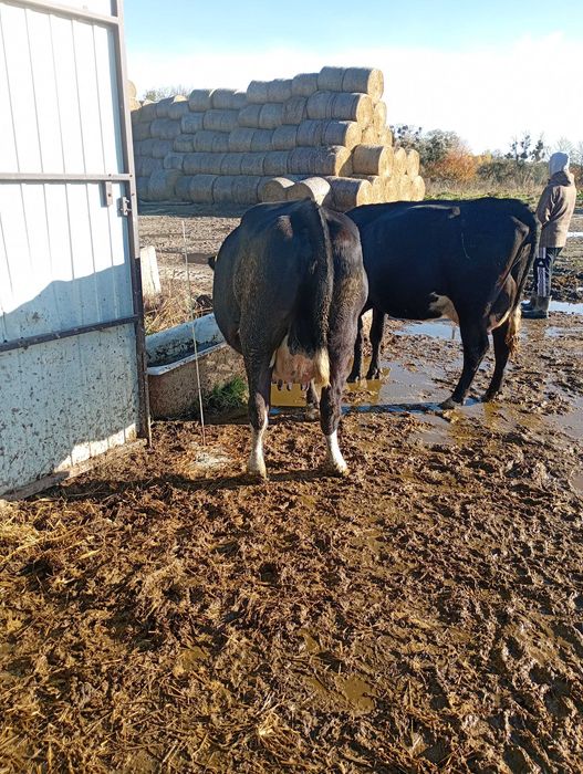 Krowa cielna mlode 2 sztuki