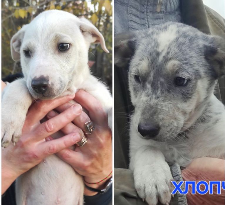 Цуценята 2 міс в добрі родини, щепленні