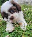 Szczeniak shih tzu