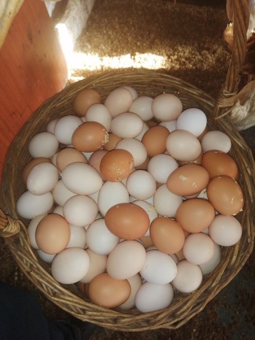 Jajka swojskie z wolnego wybiegu