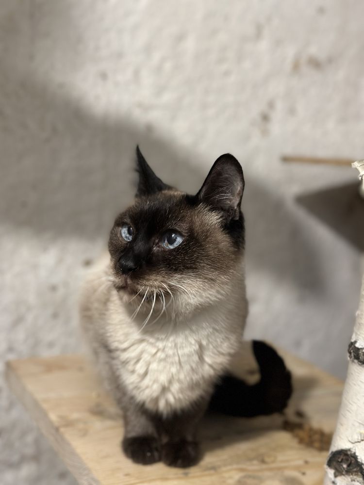 Сіамський кастрований котик, який залишився без житла