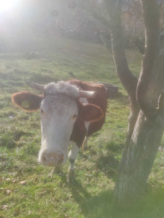 Sprzedam krowę cielną