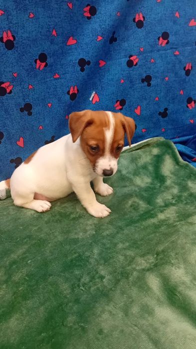 Jack Russell terrier szczenie piesek
