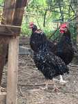 Casal sussex tricolor