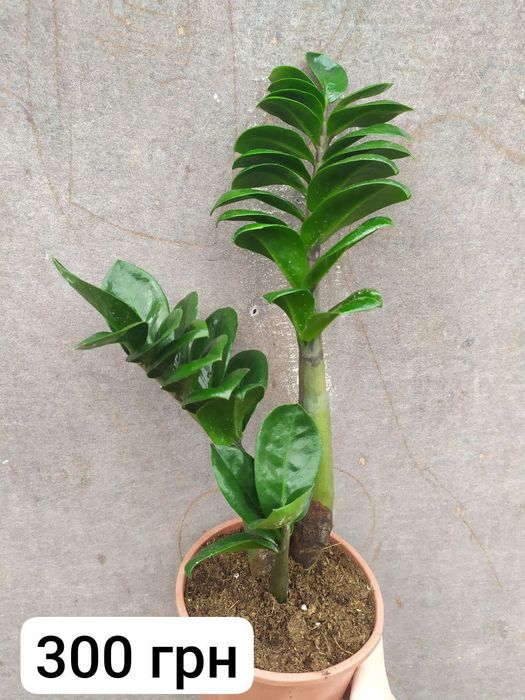 Заміокулькас  Zamiocúlcas