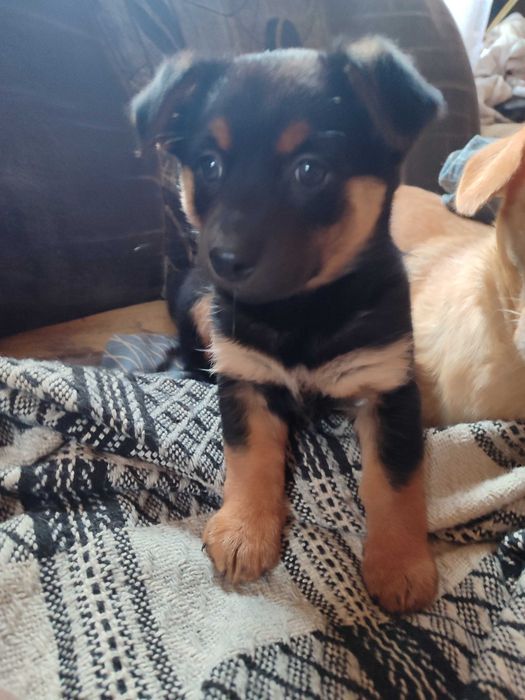 Księżniczka szuka domu