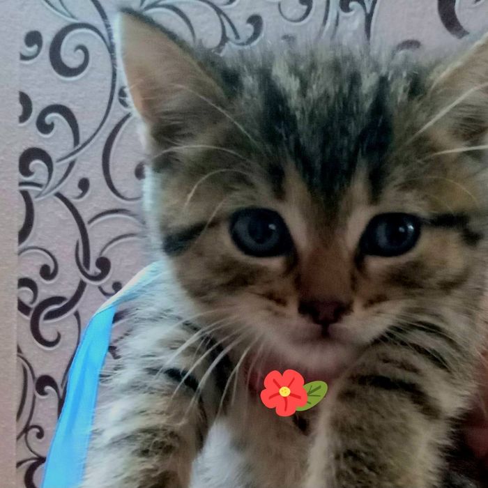 Котики безкоштовно