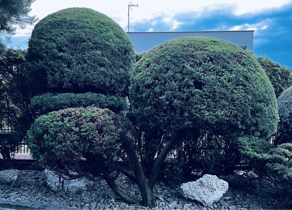 Cyprysik formowany na bonsai XXL