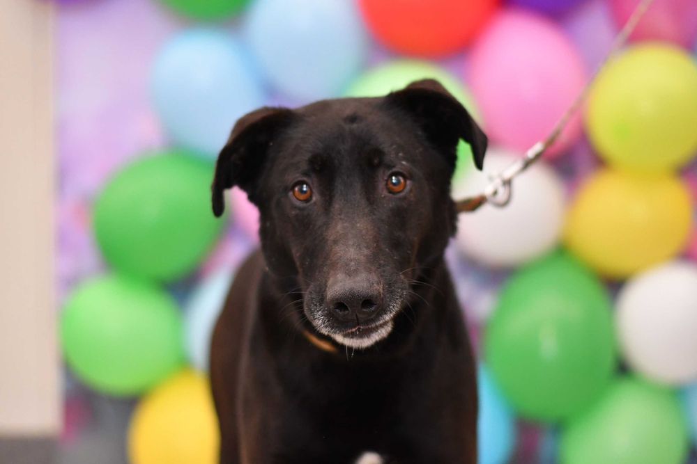 Samotny Hammer bardzo potrzebuje nowego domku!