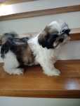 Shih Tzu - szczeniak