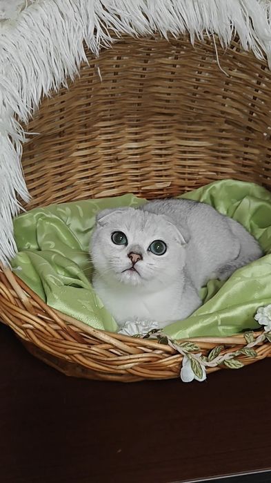 Шикарный вислоухий мальчишка