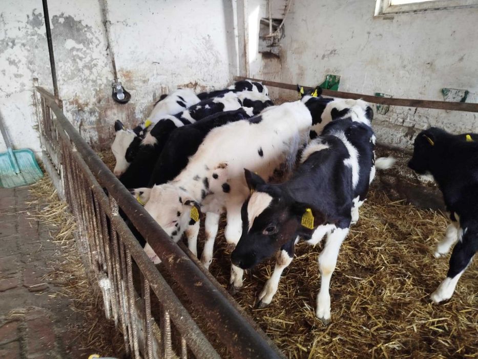 Sprzedam Byczki Żarłaki