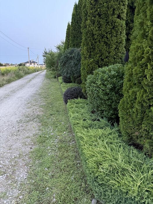 Спилювання дерев, корчування пеньків та інші роботи в саду