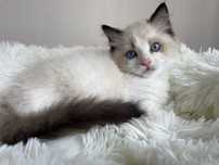 Kocurek Ragdoll. FPL -FIFe. Rodzice badani genetycznie.