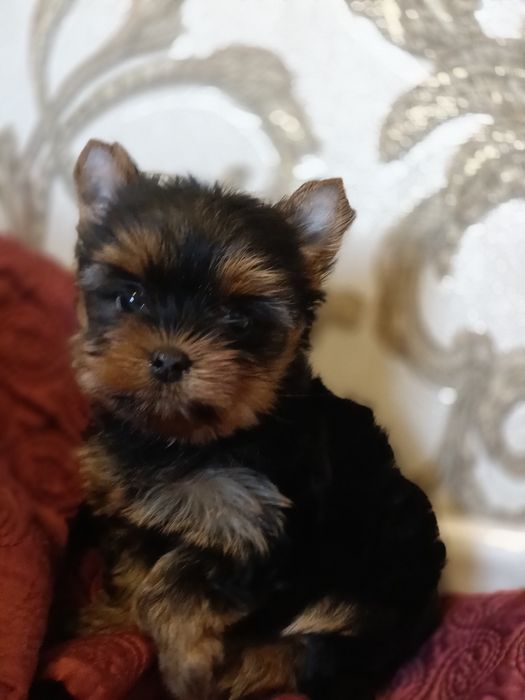 Щастя в дім хлопчик