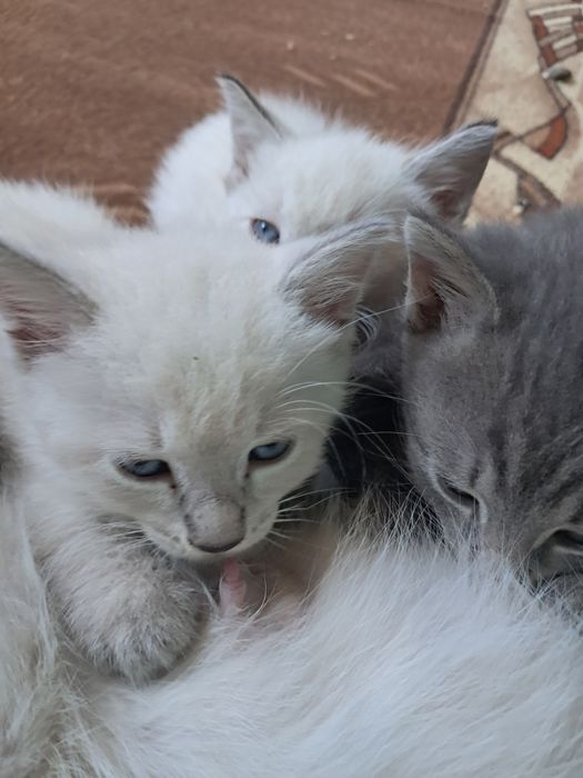 Кошенята сиамські