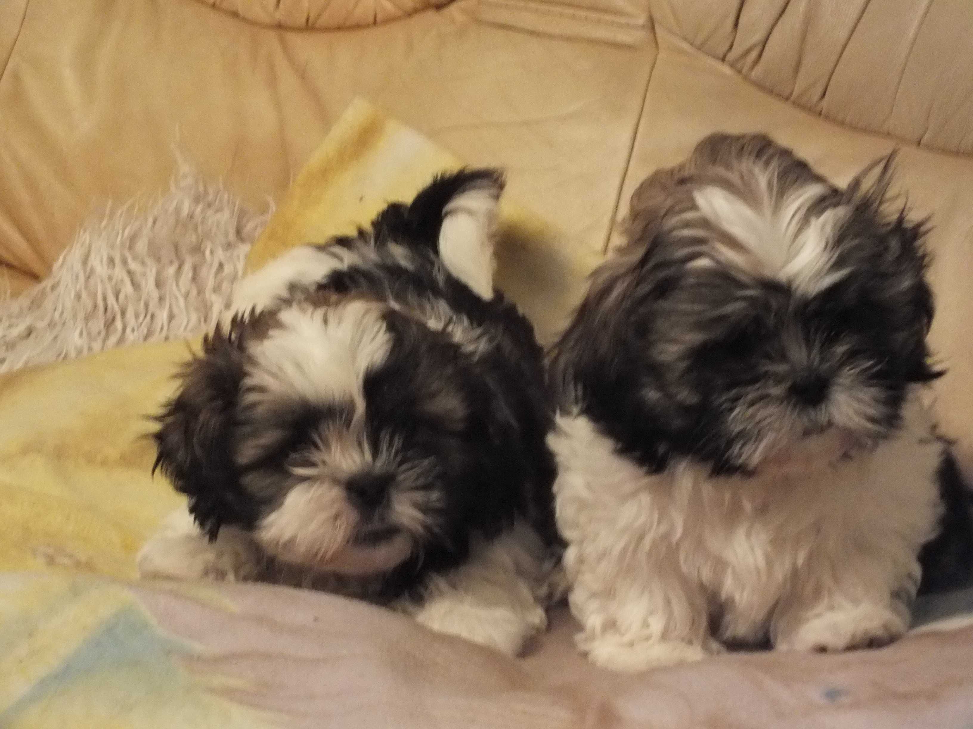 Shih tzu Piesek tri color