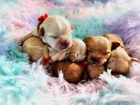 Cavapoo Cavadoodle f1