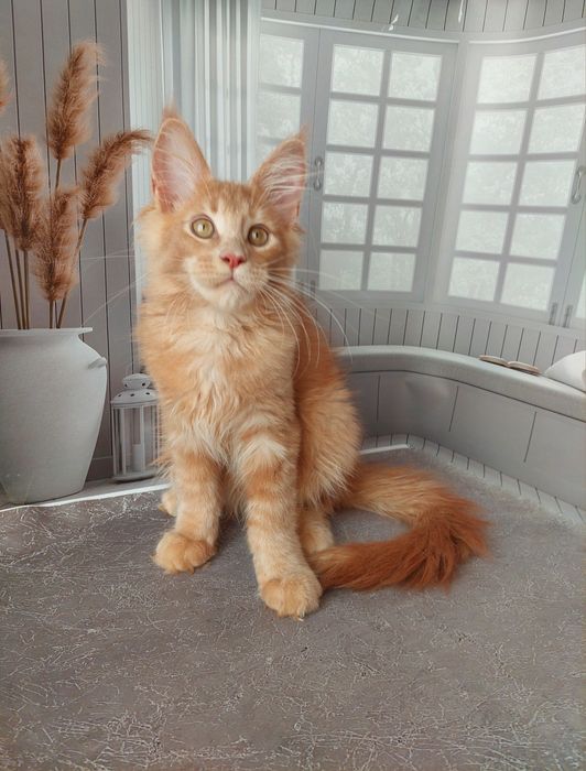 В питомнике Мейнкунчиков пополнение.