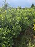 Bukszpan zimozielony 60-80 cm gesty zywoplot buxus laurowiśnia