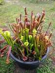 Kapturnica Sarracenia Rośliny Owadożerne