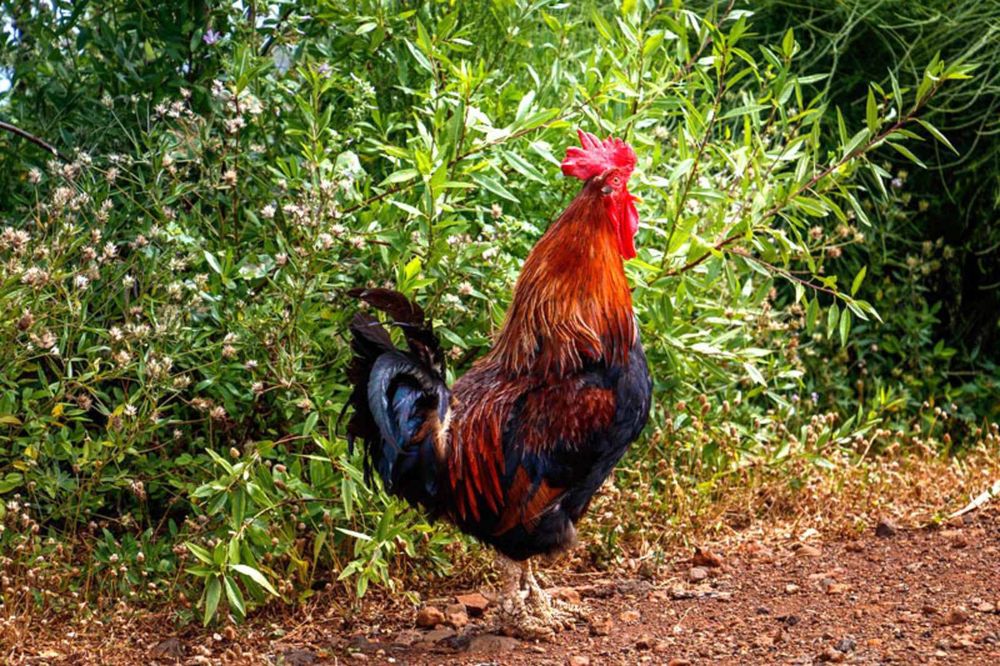 Род Алленд яйцо для инкубации