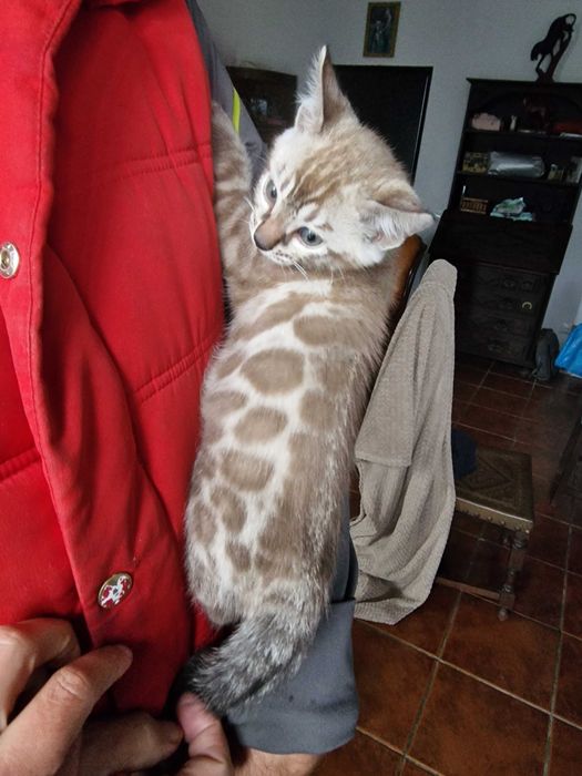 Snow gathino de bengala (macho)