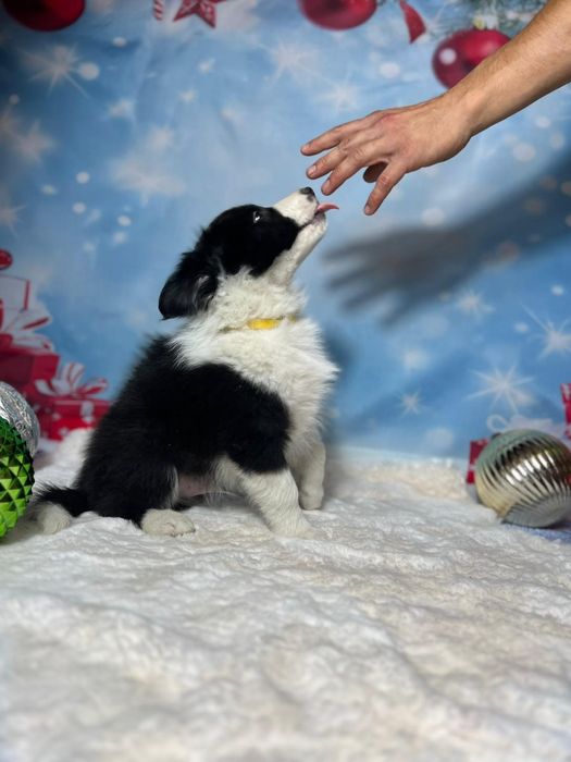 szczeniak  Border Collie ZKwP (FCI) czarno-biały Rezerwacja