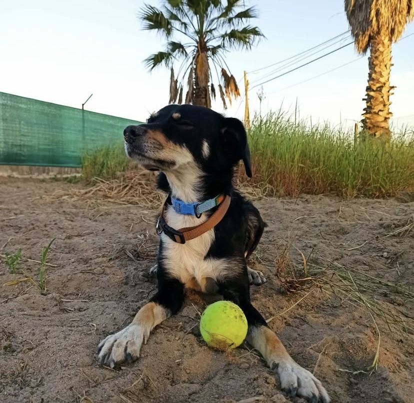Snoppy - Cão para adopçao