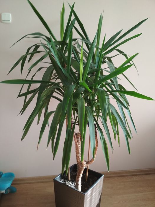 Juka w doniczce 40-50 cm