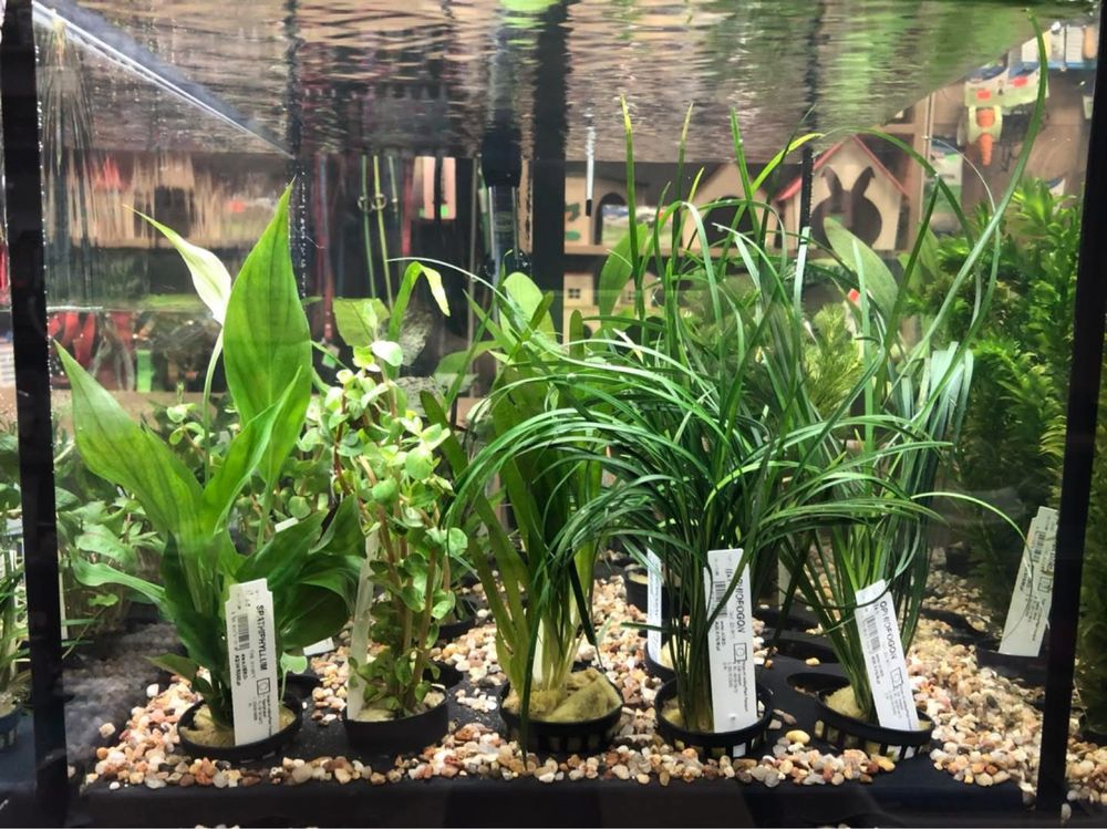 Roślina do akwarium mix anubias moczarka cabomba żabienica microsorium
