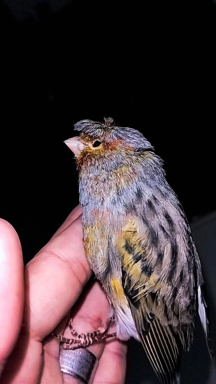 Domestico Aves de todos os tamanhos