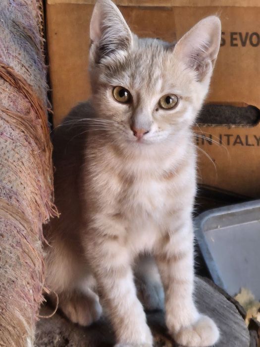 Віддам гарне кошеня дівчинку у добрі руки