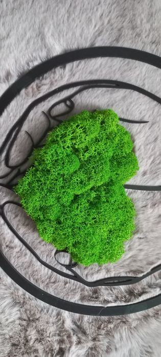 Obraz z mchu finskiego