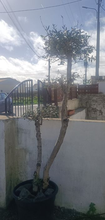 2 oliveiras   ornamentais