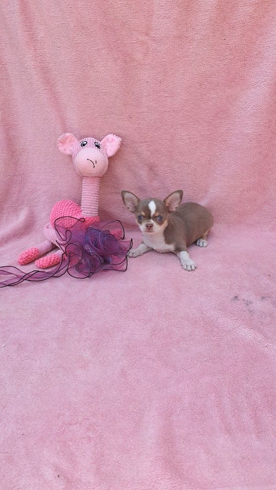 Chihuahua  fêmea mini