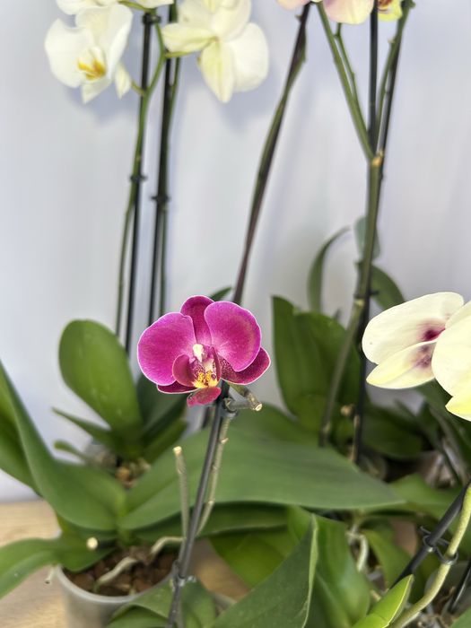 Орхидея отцветашка