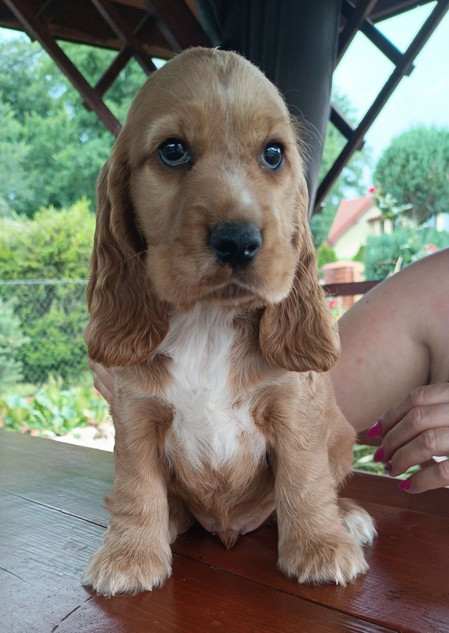 Piesek cocker spaniel angielski.