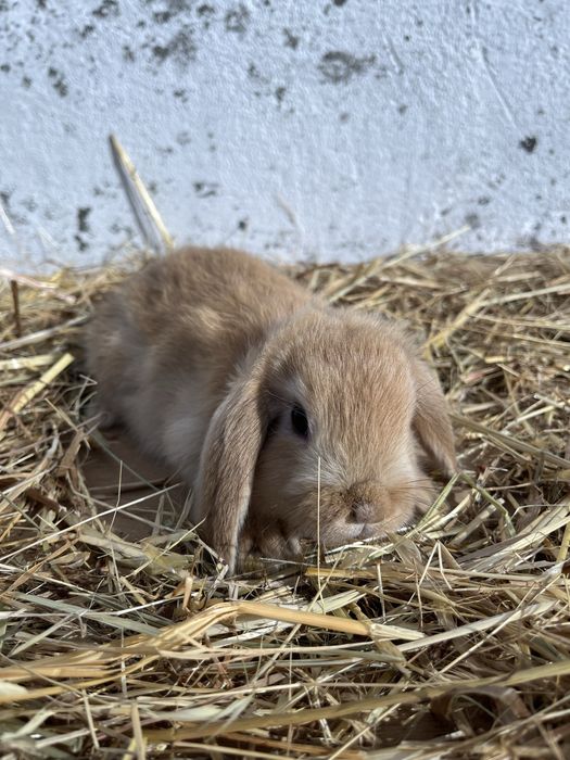 Coelhos anoes lindos.