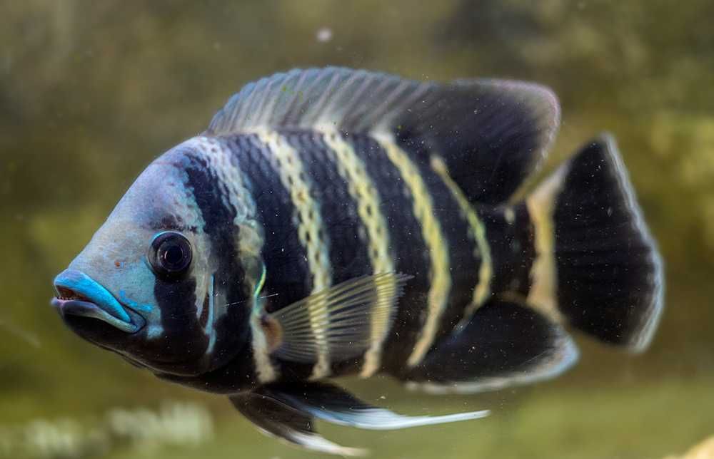 Tilapia zebra - Heterotilapia buttikoferi - dowozimy, wysyłamy