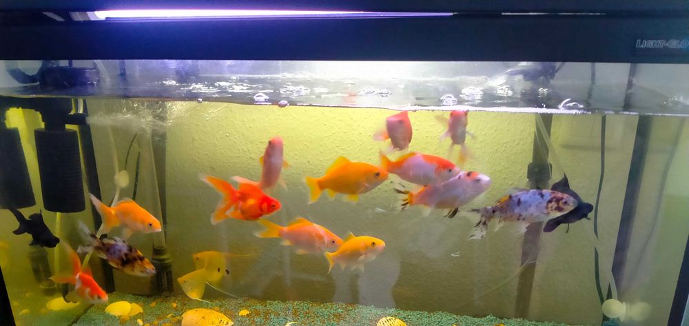 Vendo peixes água fria